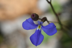 Lobelia tenuior