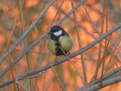 Parus major corsus