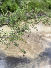 Dillwynia ramosissima