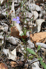 Lobelia tenuior
