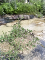 Dillwynia ramosissima