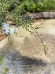 Dillwynia ramosissima