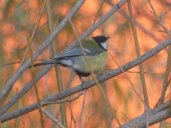 Parus major corsus
