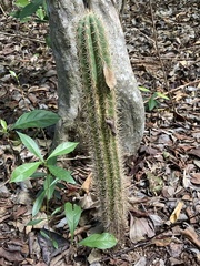 Pilosocereus robinii
