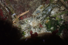 Halcampa decemtentaculata