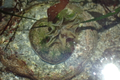 Haliclystus sanjuanensis