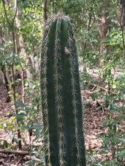 Pilosocereus robinii