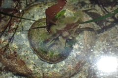 Haliclystus sanjuanensis