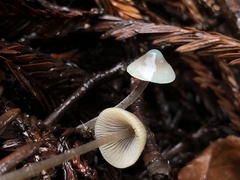 Mycena amicta