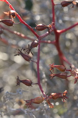 Tylecodon paniculatus