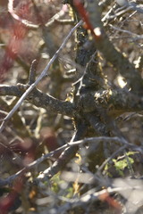 Tylecodon paniculatus