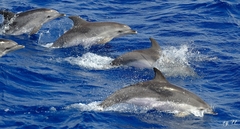 Stenella frontalis