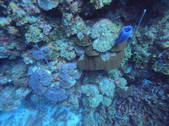 Callyspongia plicifera