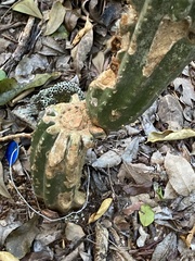 Pilosocereus robinii