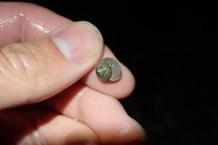 Calliostoma