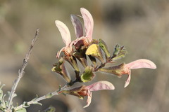 Salvia lanceolata