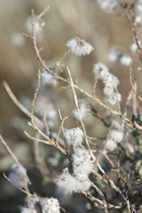 Eriocephalus microphyllus