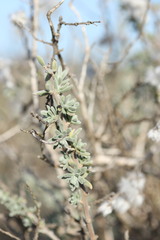 Eriocephalus microphyllus