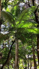 Archontophoenix alexandrae