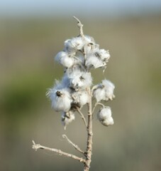 Eriocephalus microphyllus