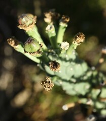 Euphorbia caput-medusae