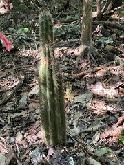 Pilosocereus robinii