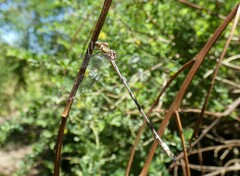 Lestes undulatus