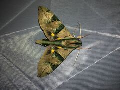 Eumorpha capronnieri