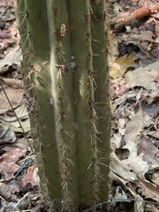 Pilosocereus robinii