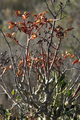 Tylecodon paniculatus