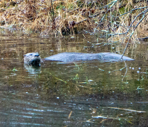 North American River Otter photographed in Connecticut
