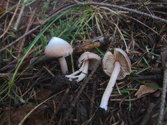 Inocybe albodisca