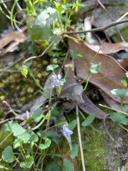 Viola sieberiana