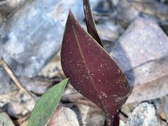 Cryptostylis leptochila