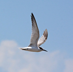 Sternula saundersi