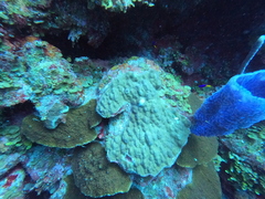 Callyspongia plicifera