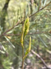 Cryptostylis leptochila