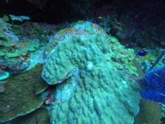Callyspongia plicifera