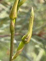 Cryptostylis leptochila