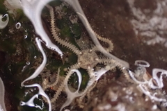 Amphipholis squamata