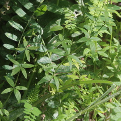 Galium rubioides