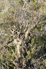 Tylecodon paniculatus