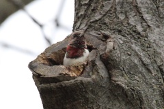 Melanerpes erythrocephalus