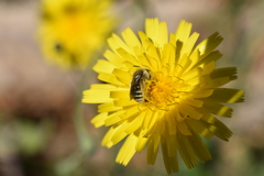 Diadasia chilensis