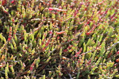 Salicornia natalensis