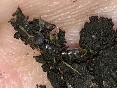 Stigmatomma pallipes