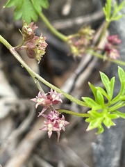Xanthosia dissecta