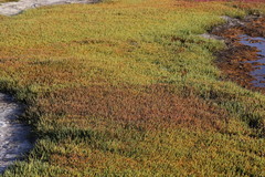 Salicornia natalensis