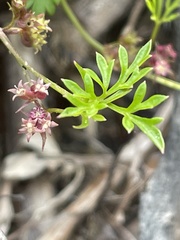 Xanthosia dissecta