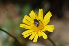 Diadasia chilensis